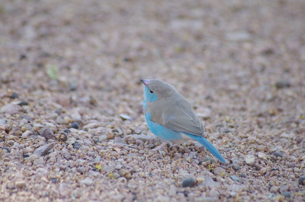 Southern Cordonbleu - ML638838318