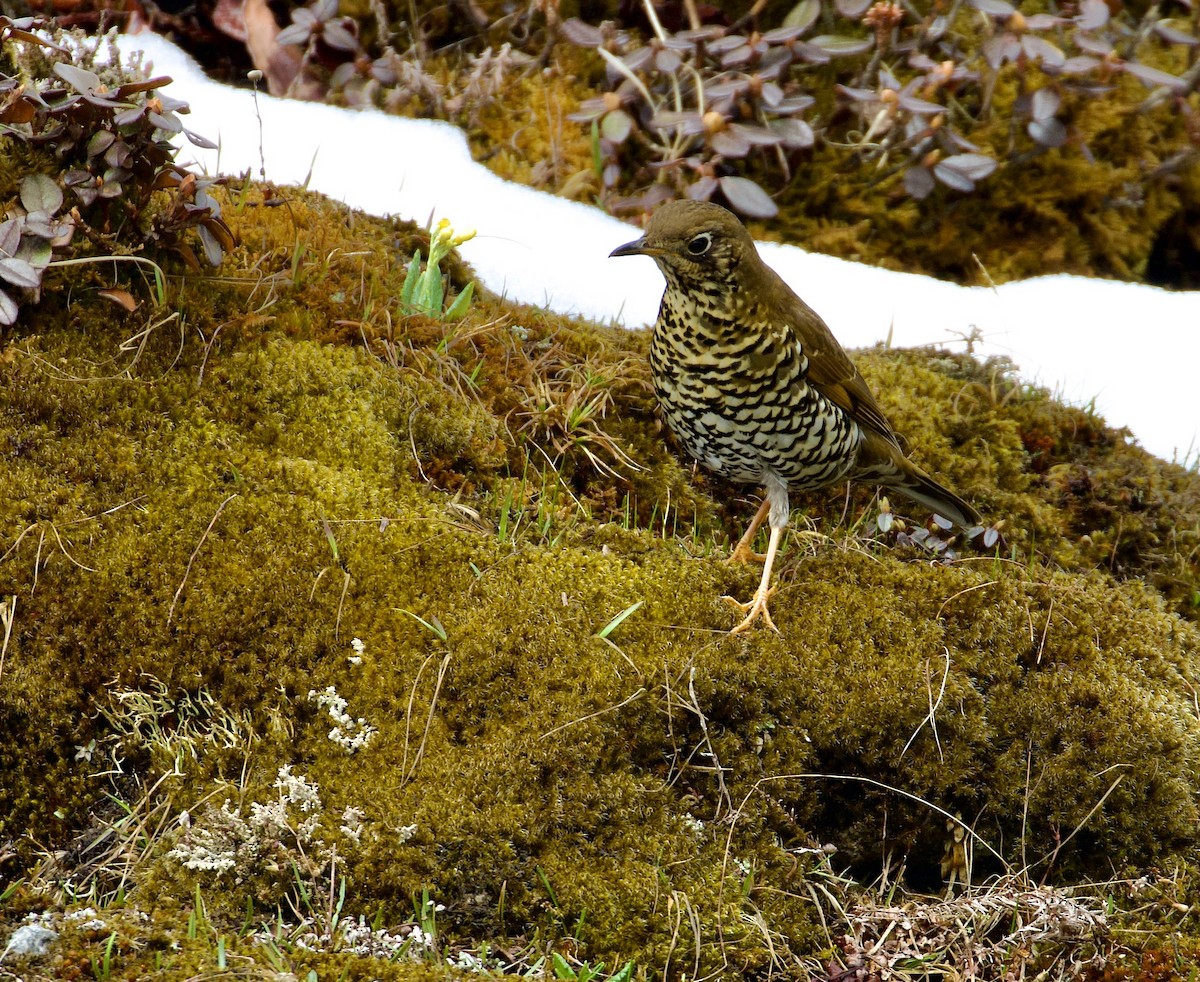 Alpine Thrush - ML638838329