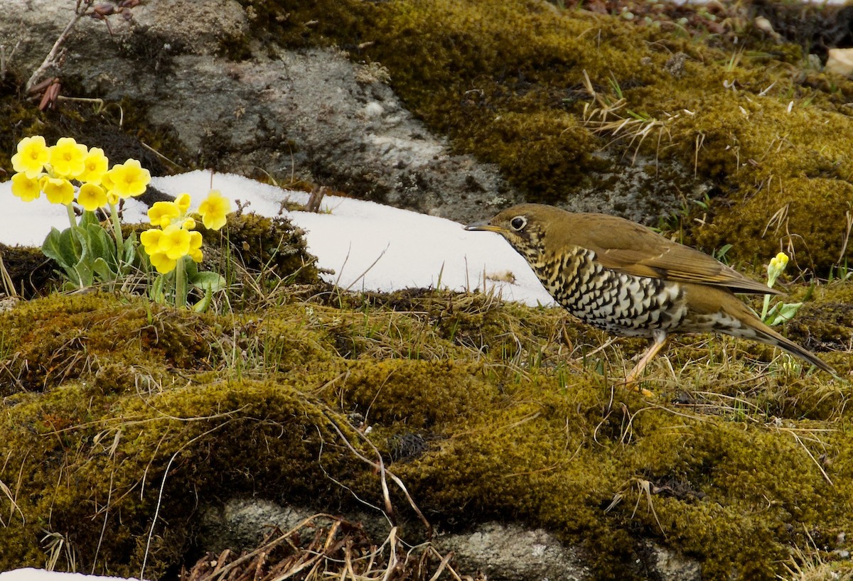Alpine Thrush - ML638838339