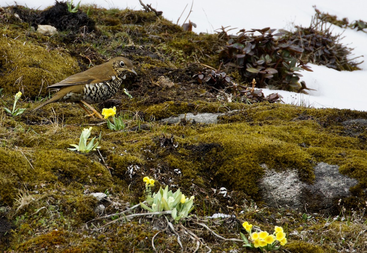 Alpine Thrush - ML638838345