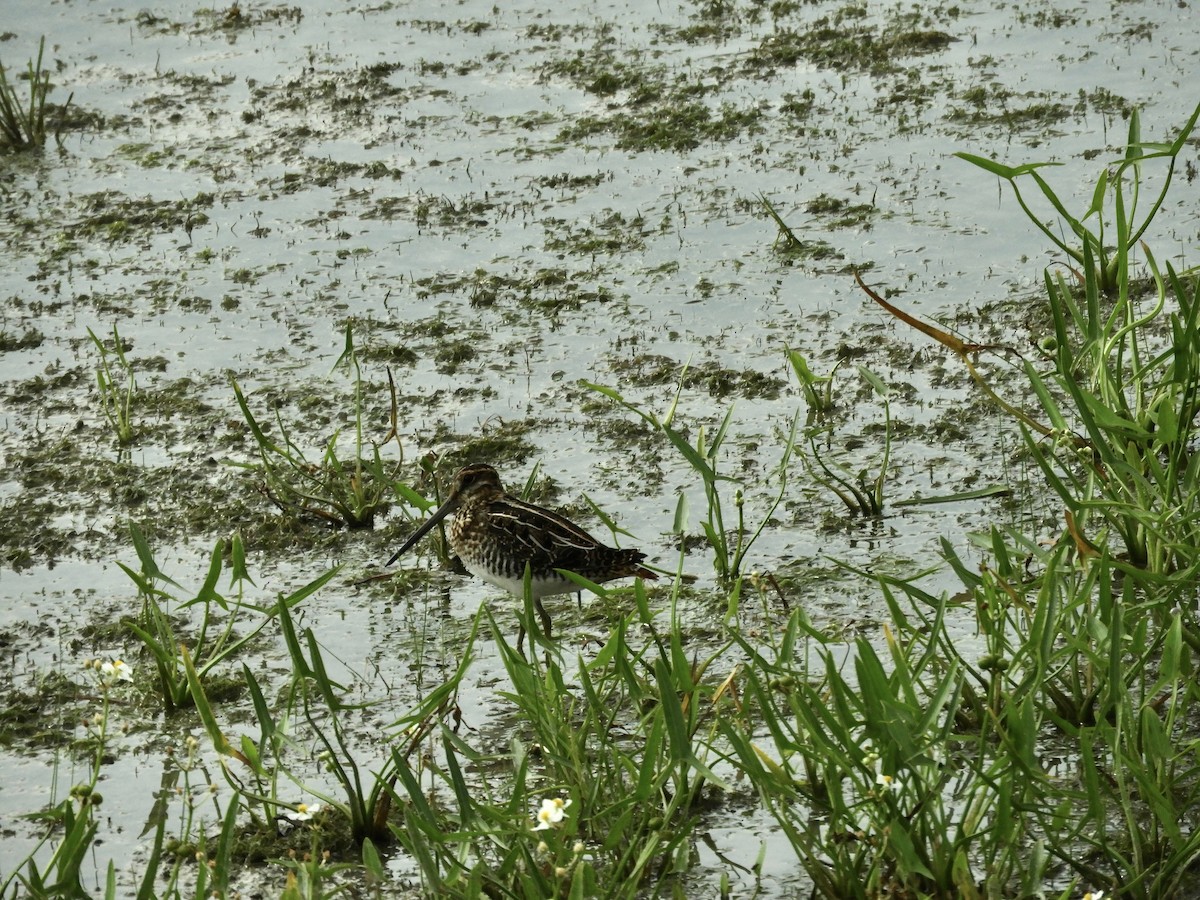Wilson's Snipe - ML638838397
