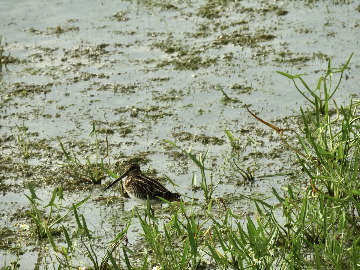 Wilson's Snipe - ML638838401