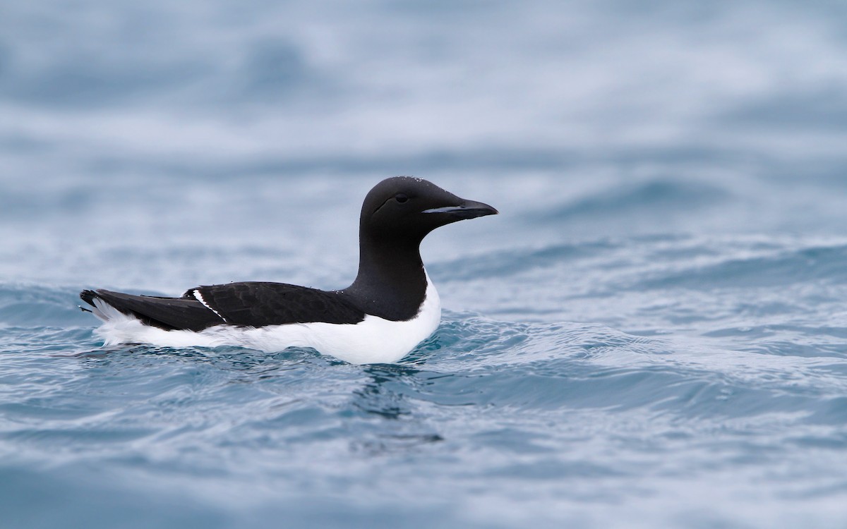 Thick-billed Murre - ML63883841