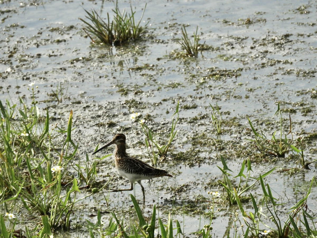 Wilson's Snipe - ML638838414