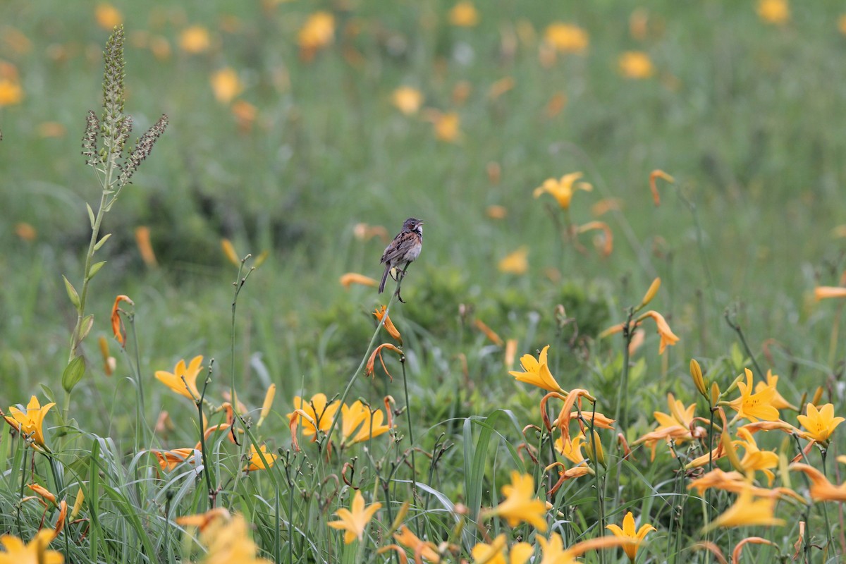 Chestnut-eared Bunting - ML638838457