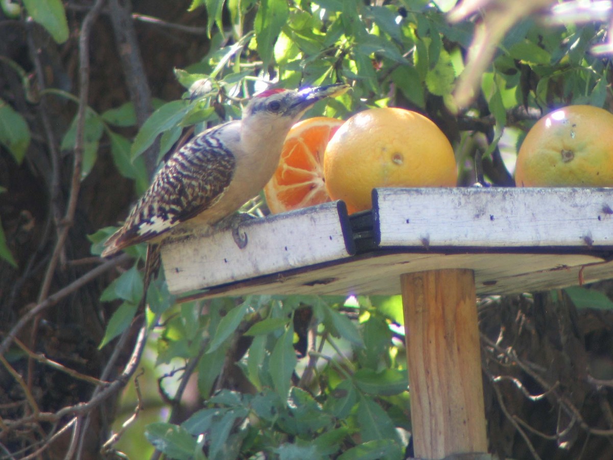 Gila Woodpecker - ML638838458