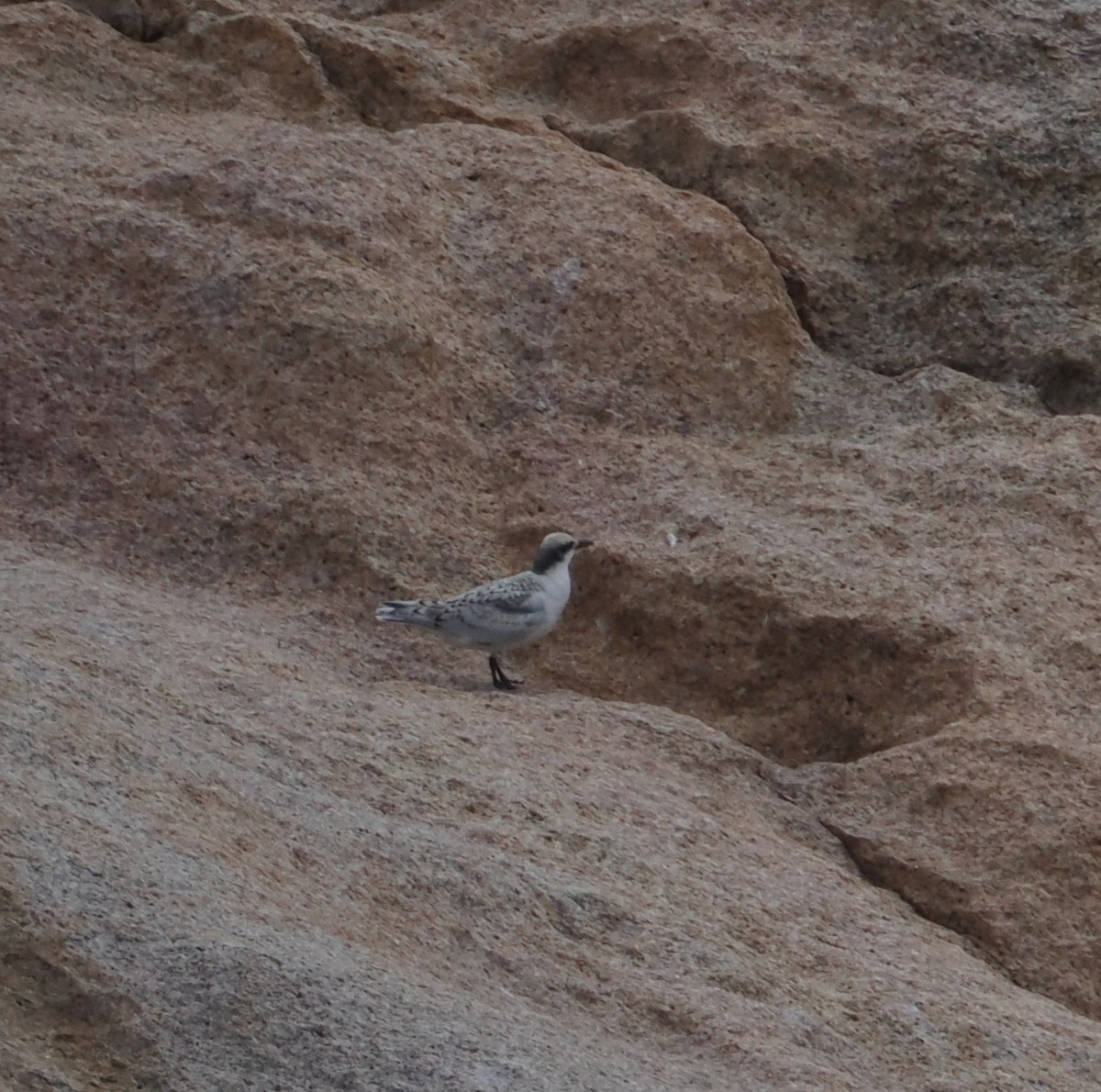Black-naped Tern - ML638838463