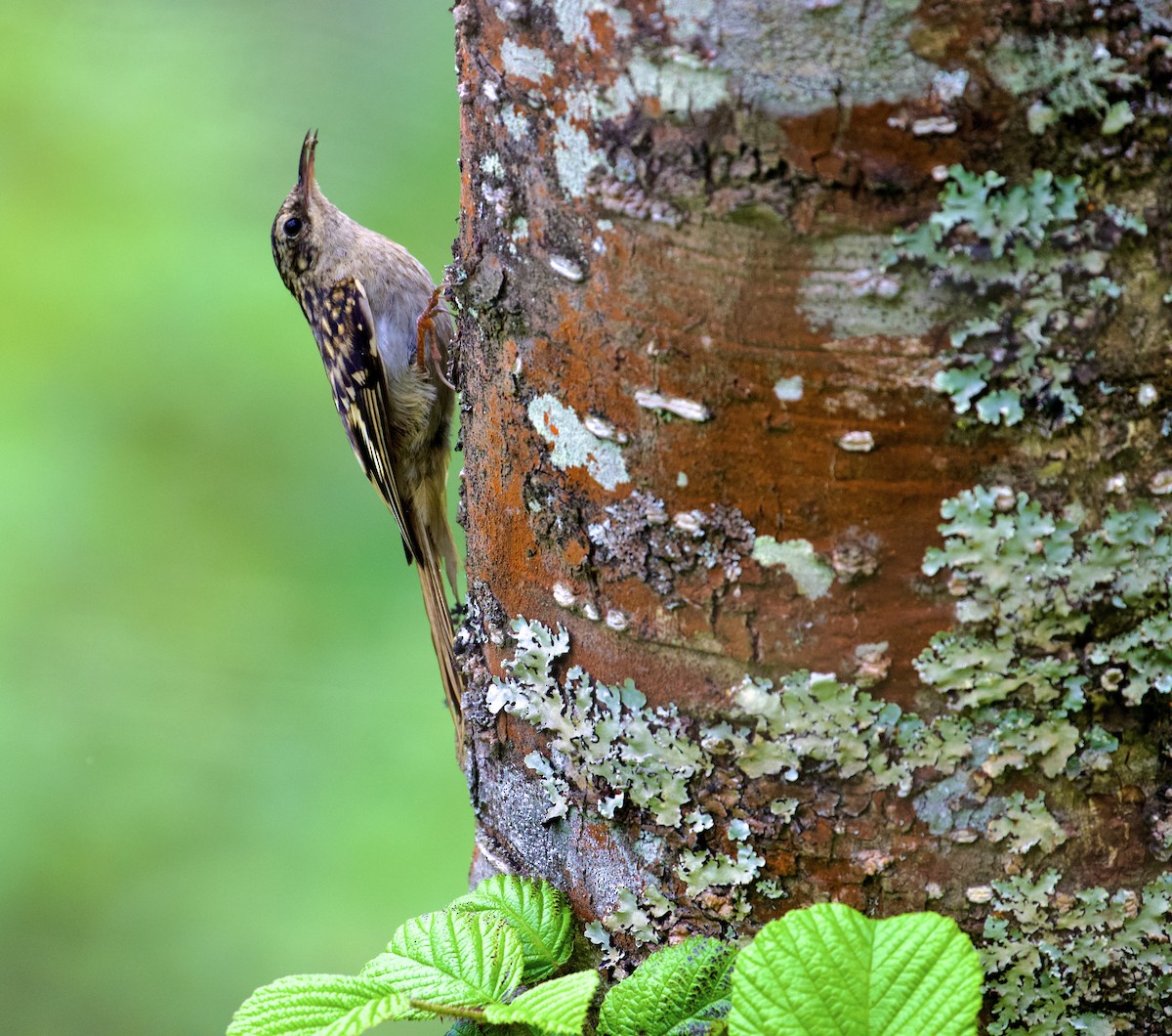 Sikkim Treecreeper - ML638838470