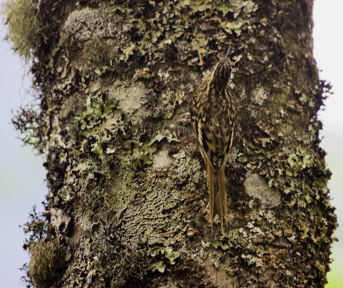 Sikkim Treecreeper - ML638838476
