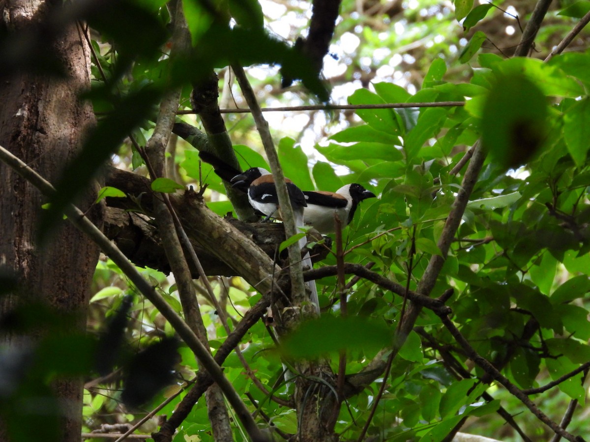 White-bellied Treepie - ML638838578