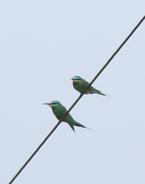 Blue-cheeked Bee-eater - ML638838648