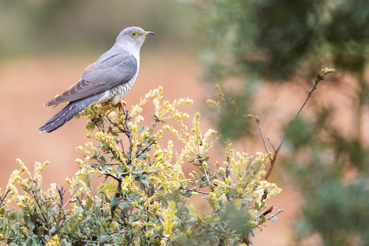 Common Cuckoo - ML638838674
