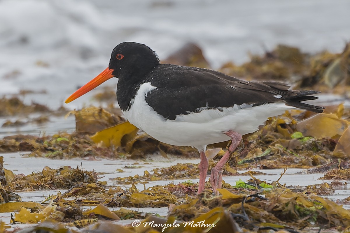 ústřičník velký - ML638838677