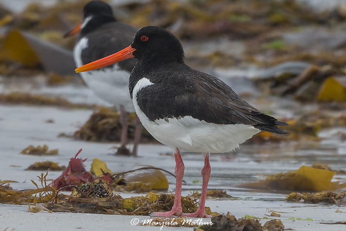 ústřičník velký - ML638838680