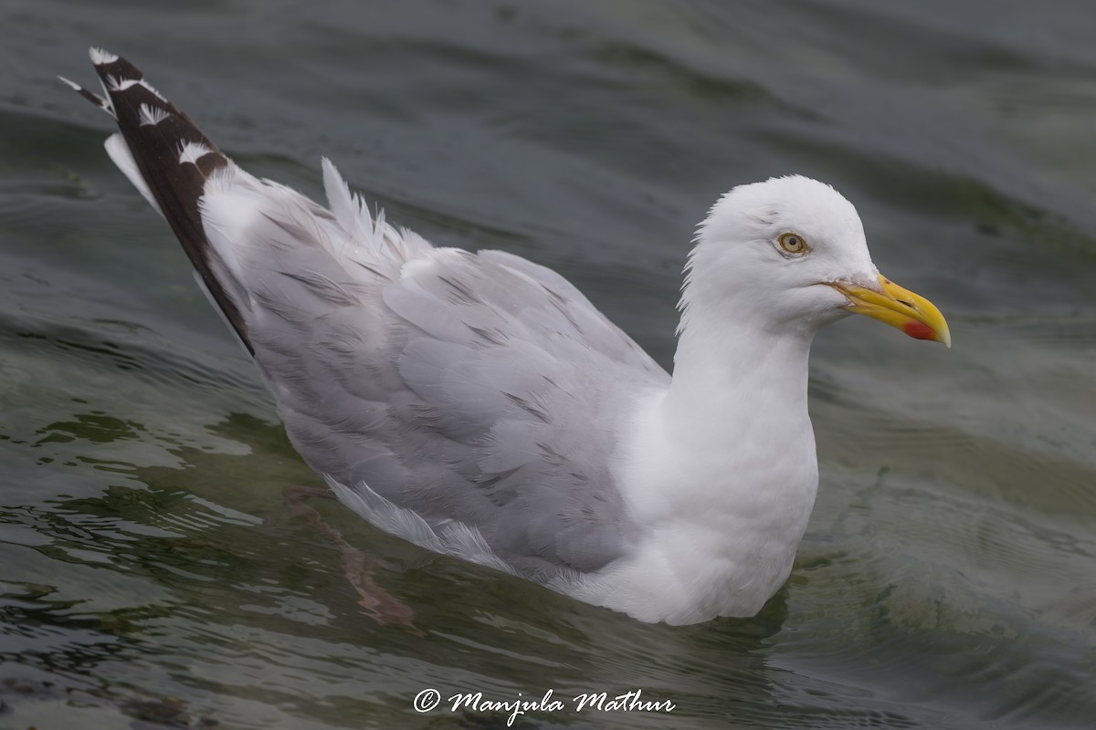 racek stříbřitý - ML638838688