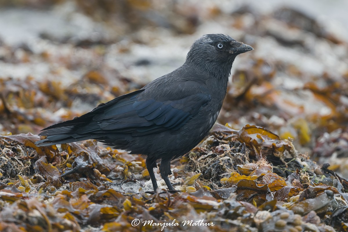 kavka obecná - ML638838698