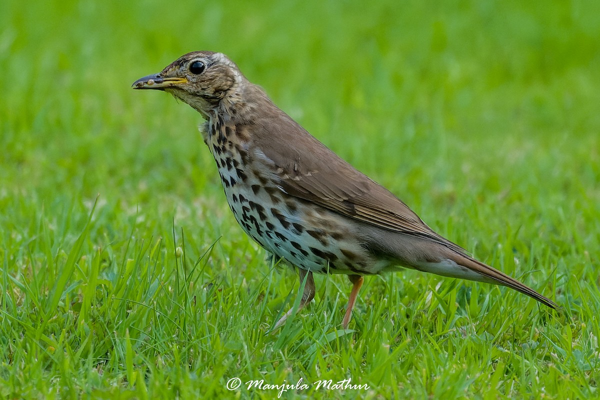 drozd zpěvný - ML638838720