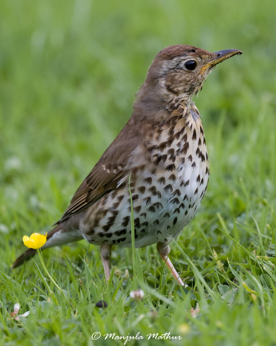 drozd zpěvný - ML638838726