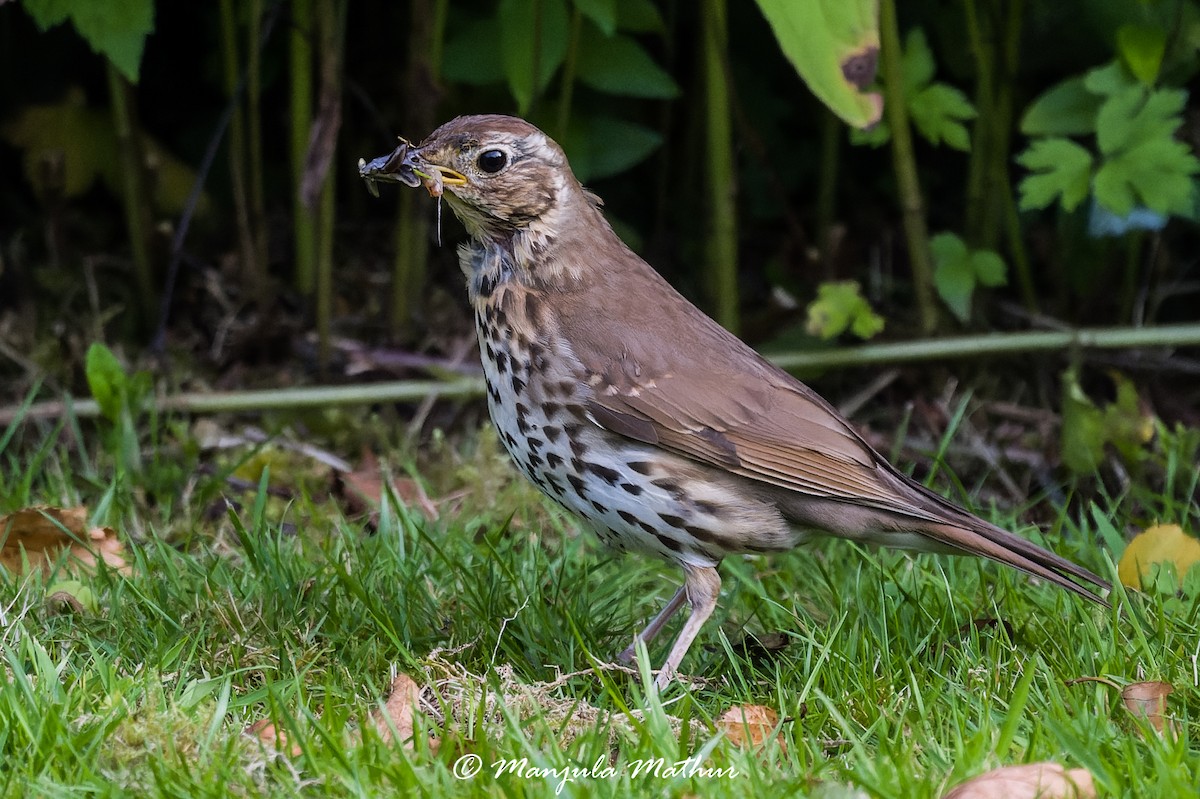 drozd zpěvný - ML638838737