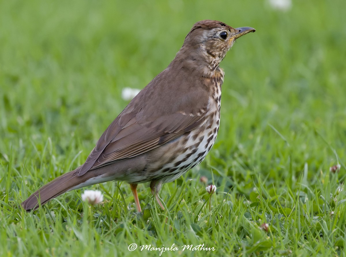 drozd zpěvný - ML638838740