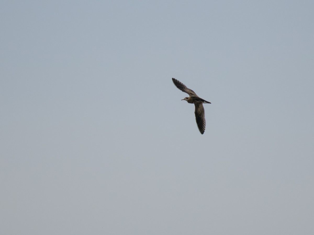 Upland Sandpiper - ML638838772
