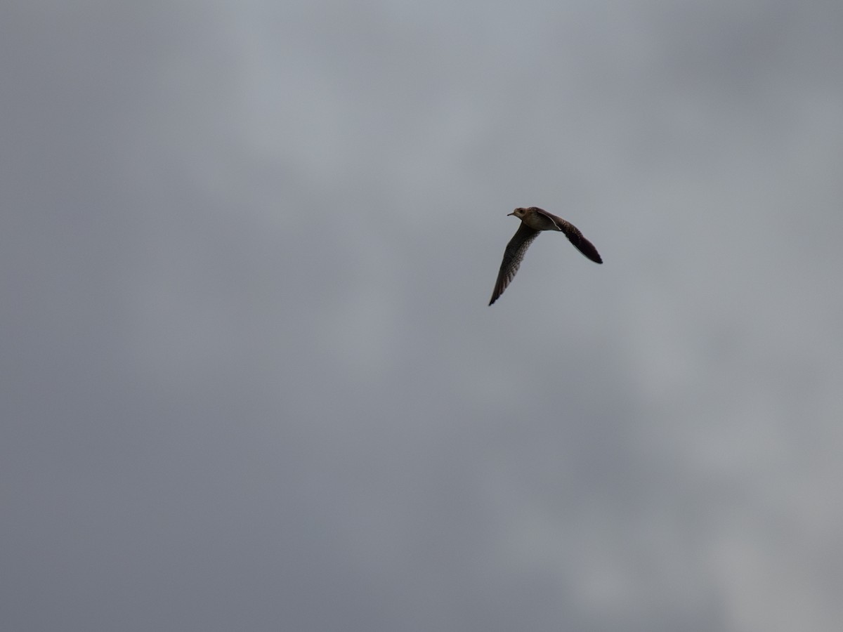 Upland Sandpiper - ML638838773