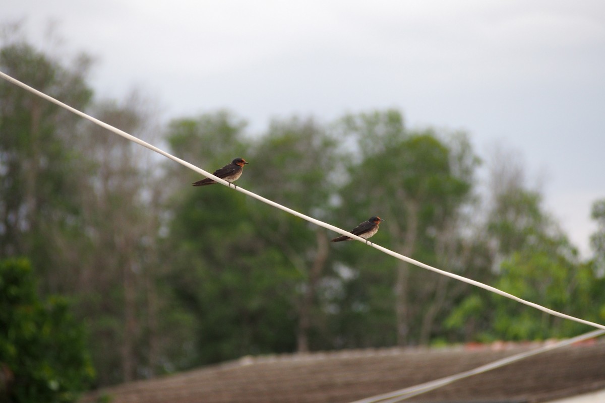 Pacific Swallow - ML638838799