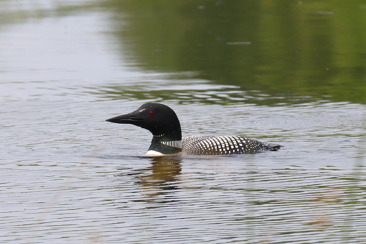 Common Loon - ML638838803