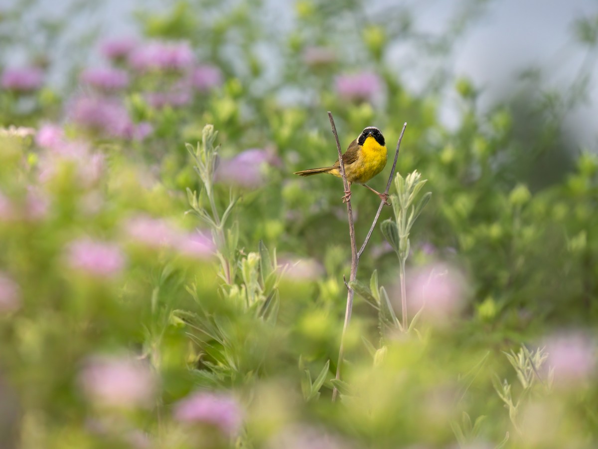 Common Yellowthroat - ML638838811