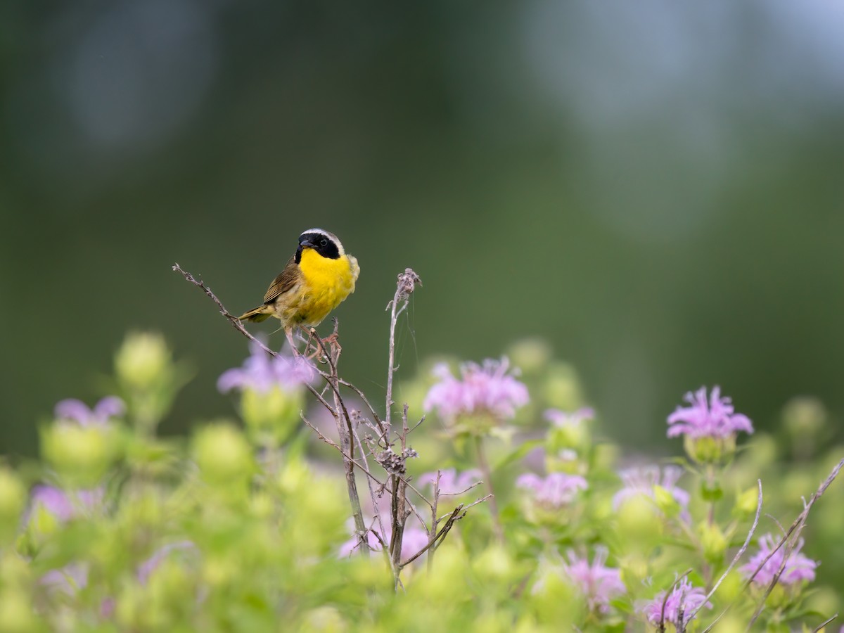 Common Yellowthroat - ML638838812