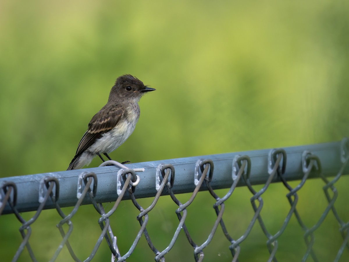 Eastern Phoebe - ML638838816