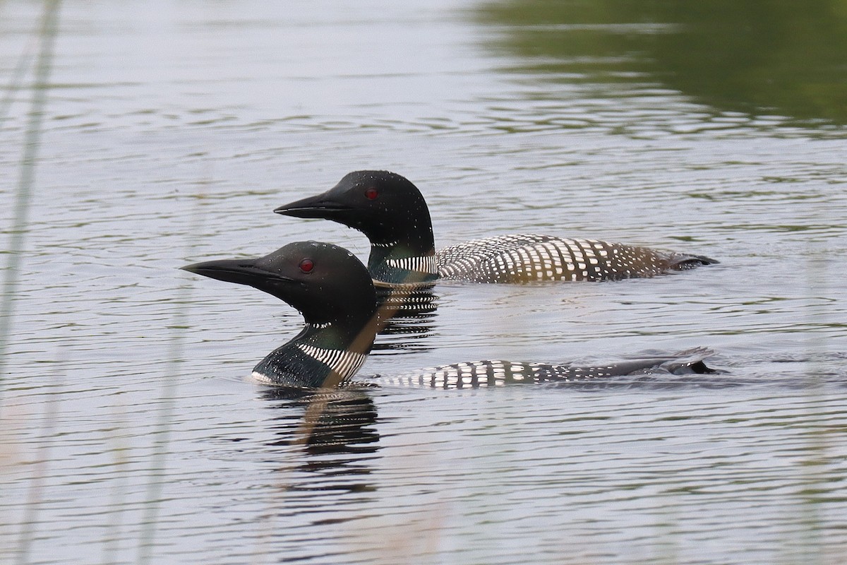 Common Loon - ML638838818