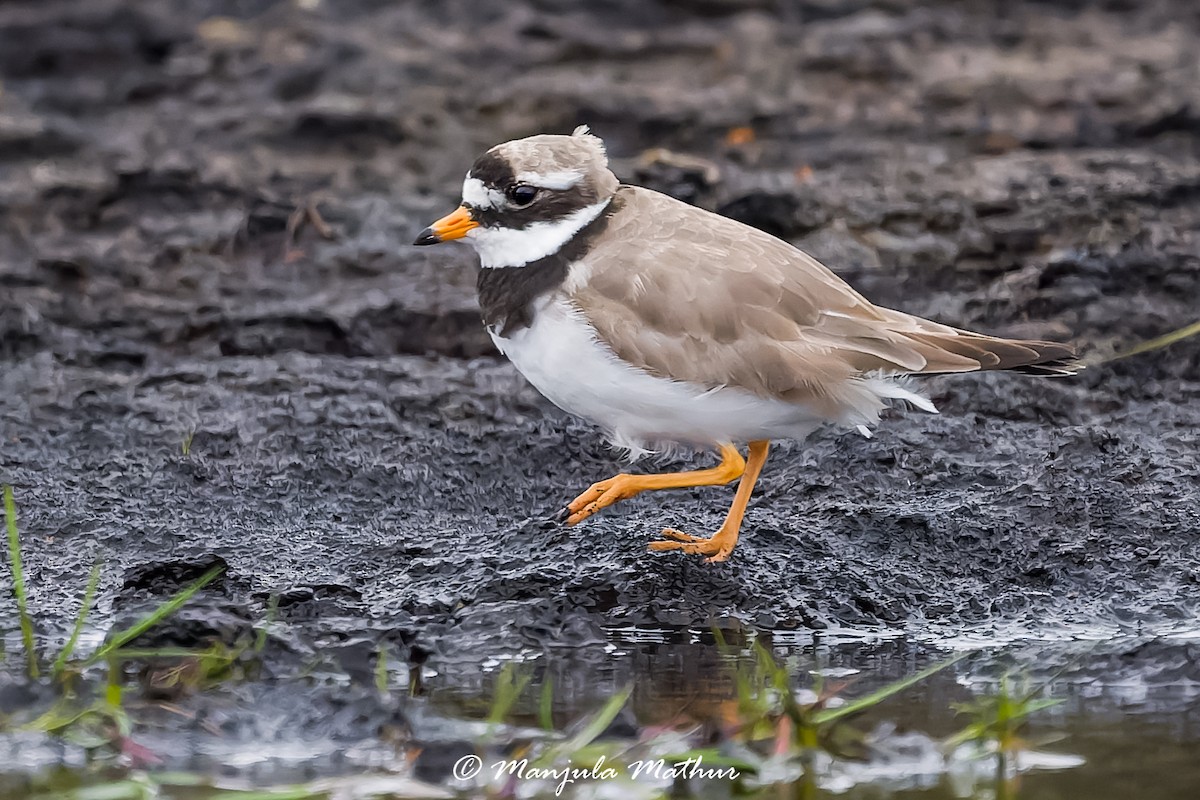 kulík písečný - ML638838820