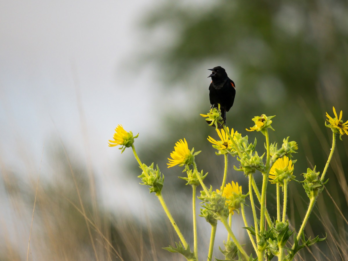 Red-winged Blackbird - ML638838825