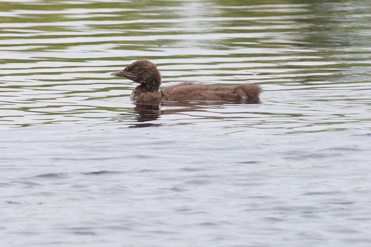 Common Loon - ML638838826