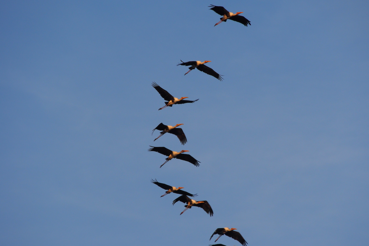 Painted Stork - ML638838836