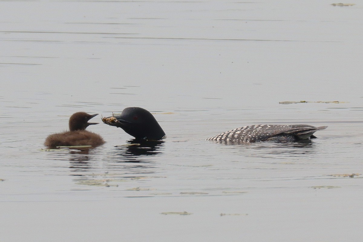 Common Loon - ML638838838