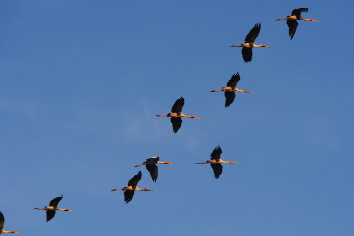 Painted Stork - ML638838845
