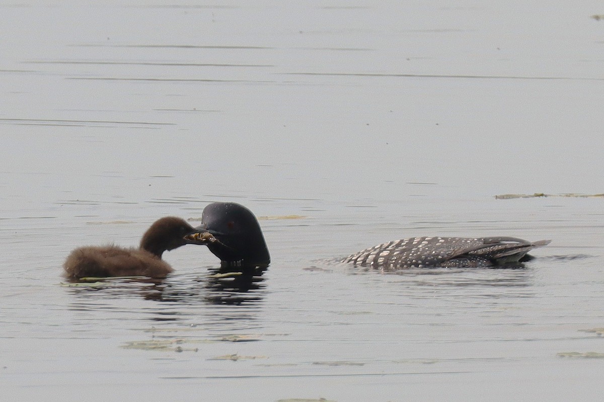 Common Loon - ML638838849
