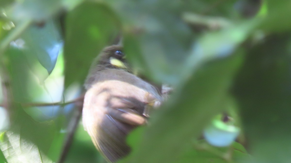 Cryptic Honeyeater - ML638838883
