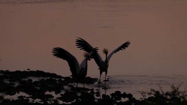 Gray Crowned-Crane - ML638838914