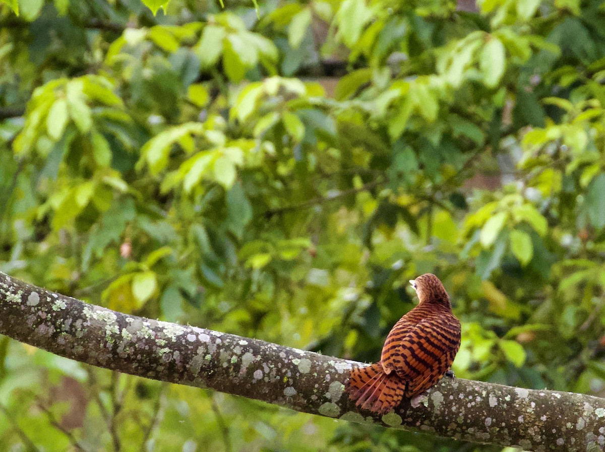 Bay Woodpecker - ML638838966