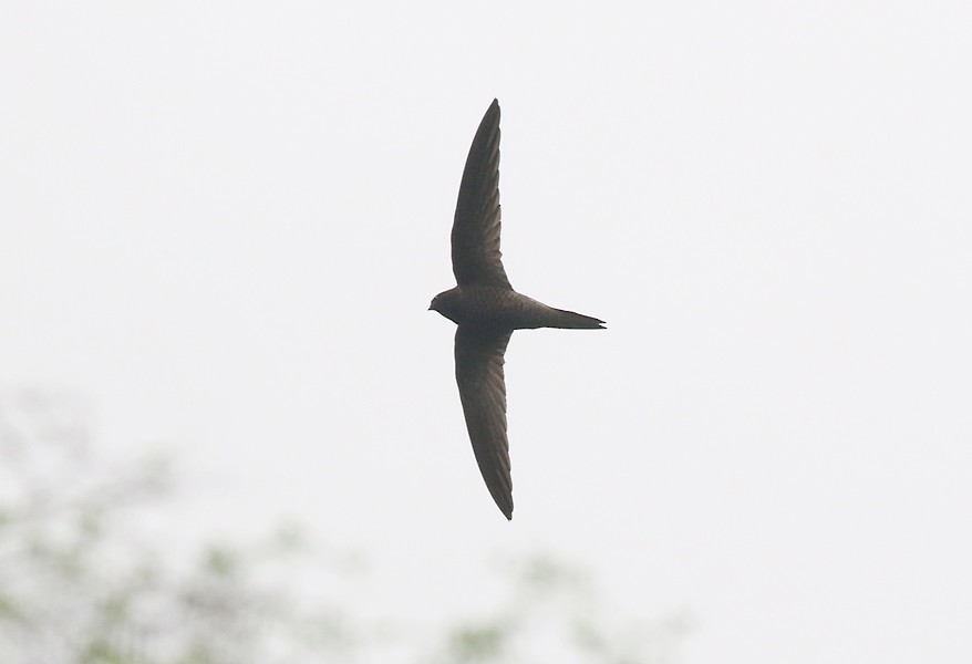 Forbes-Watson's Swift - ML638838971