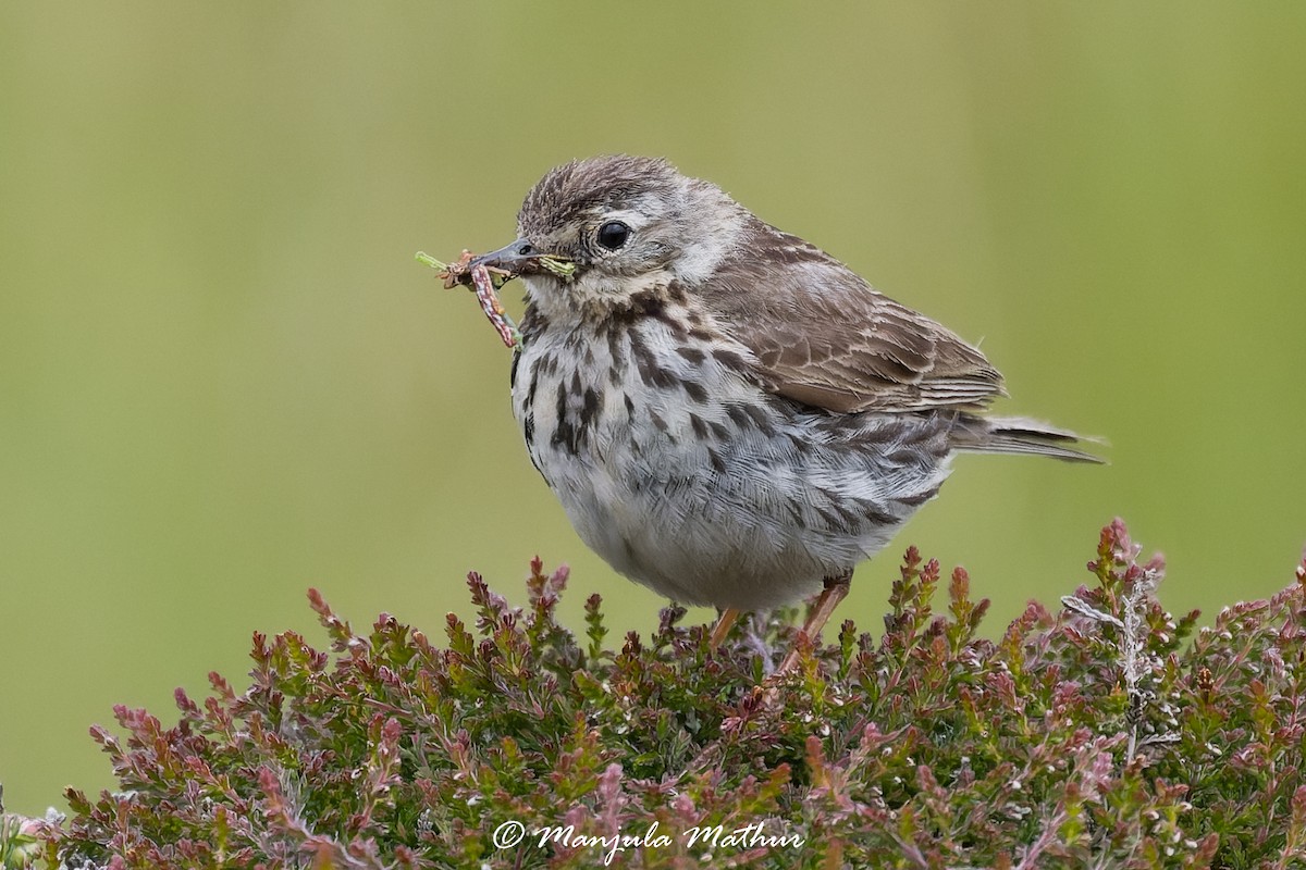 linduška luční - ML638838984