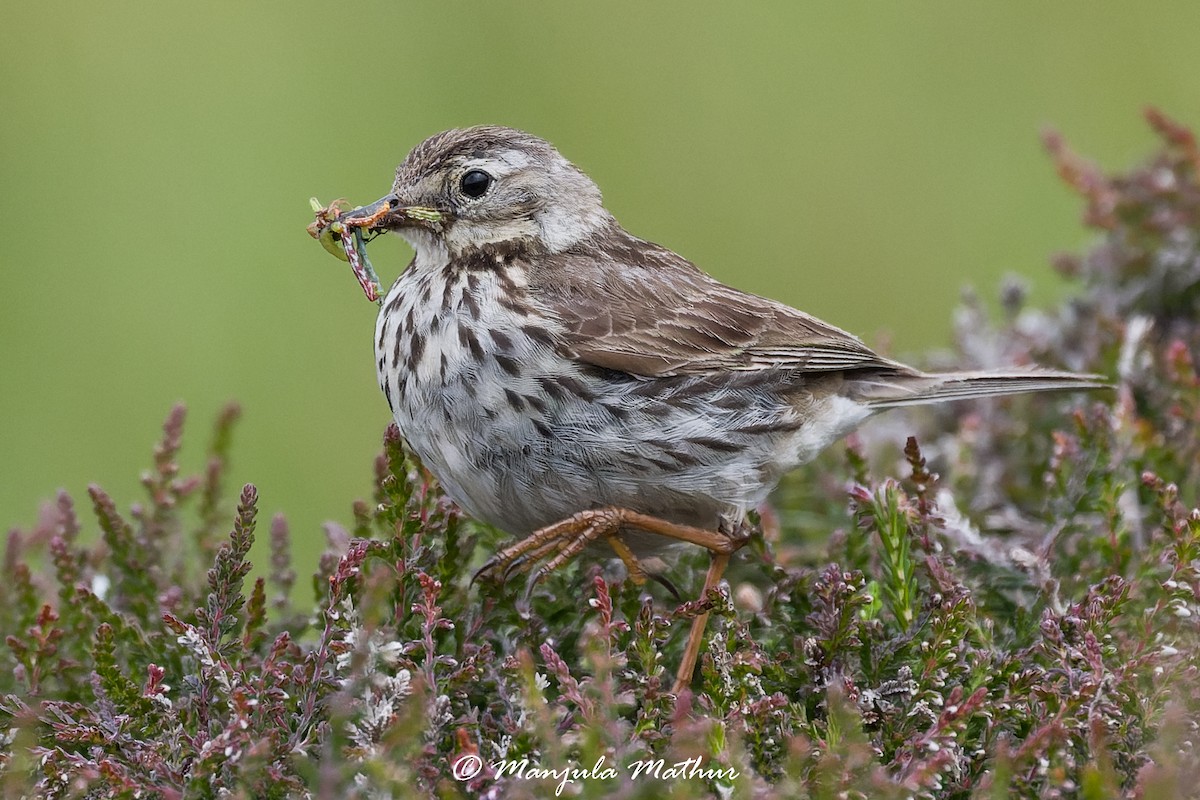 linduška luční - ML638839007