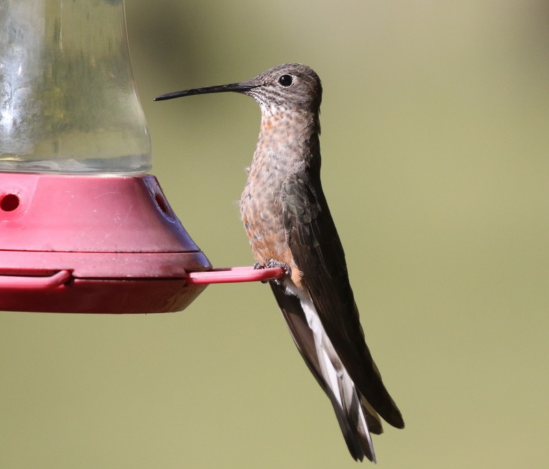 Riesenkolibri - ML638839034