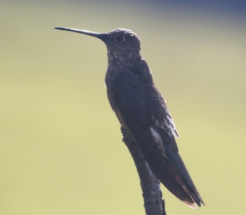 Riesenkolibri - ML638839038