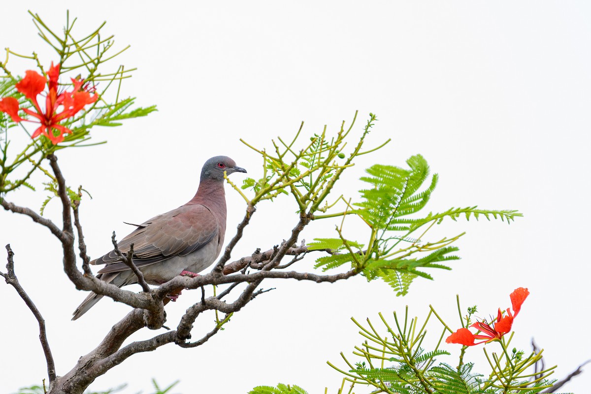 Pale-vented Pigeon - ML638839049