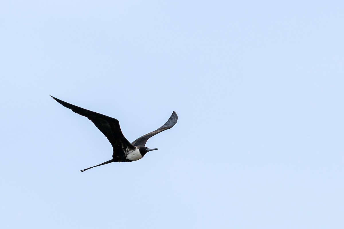 Magnificent Frigatebird - ML638839055