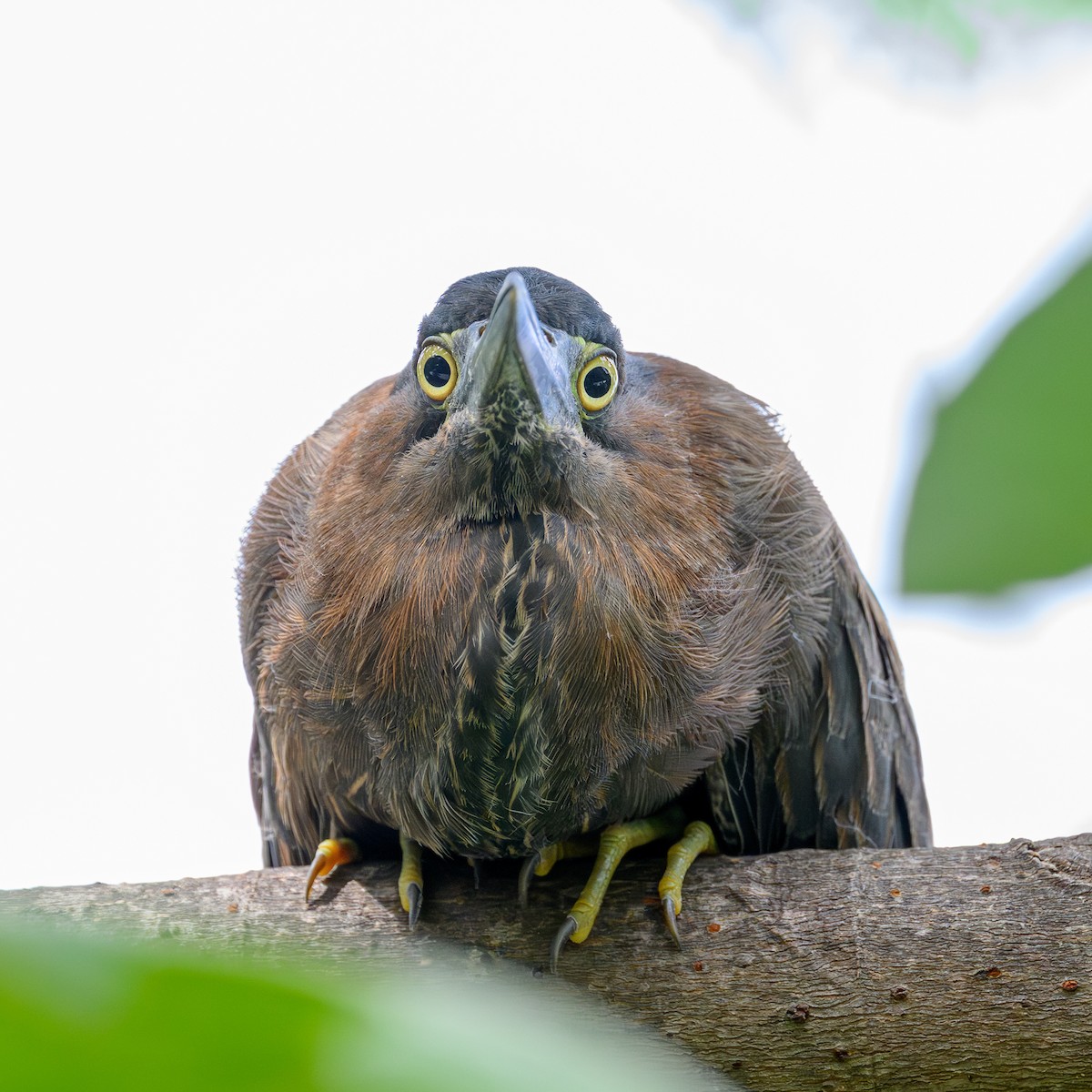 Green Heron - ML638839067